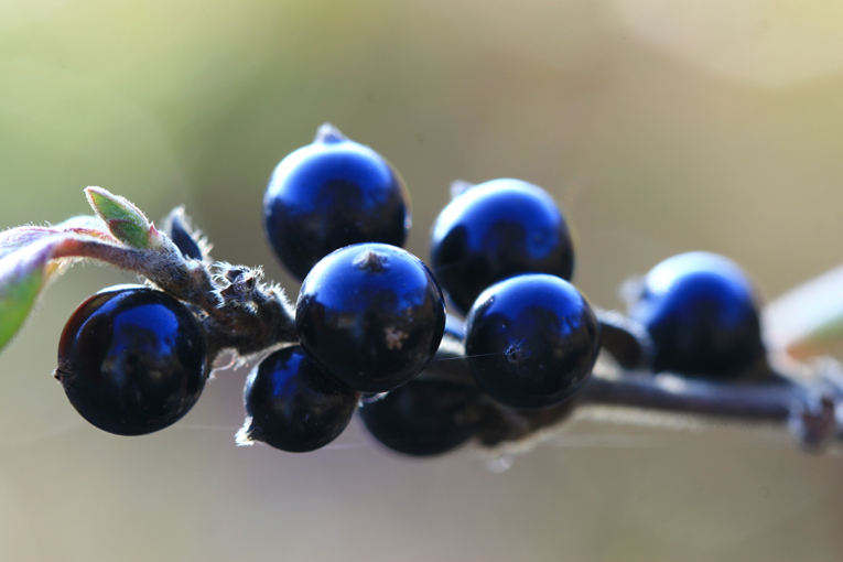 인동덩굴 (2).JPG